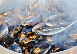 mussels-blue-mussel-seafood