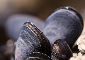 mussels-whole-and-retail